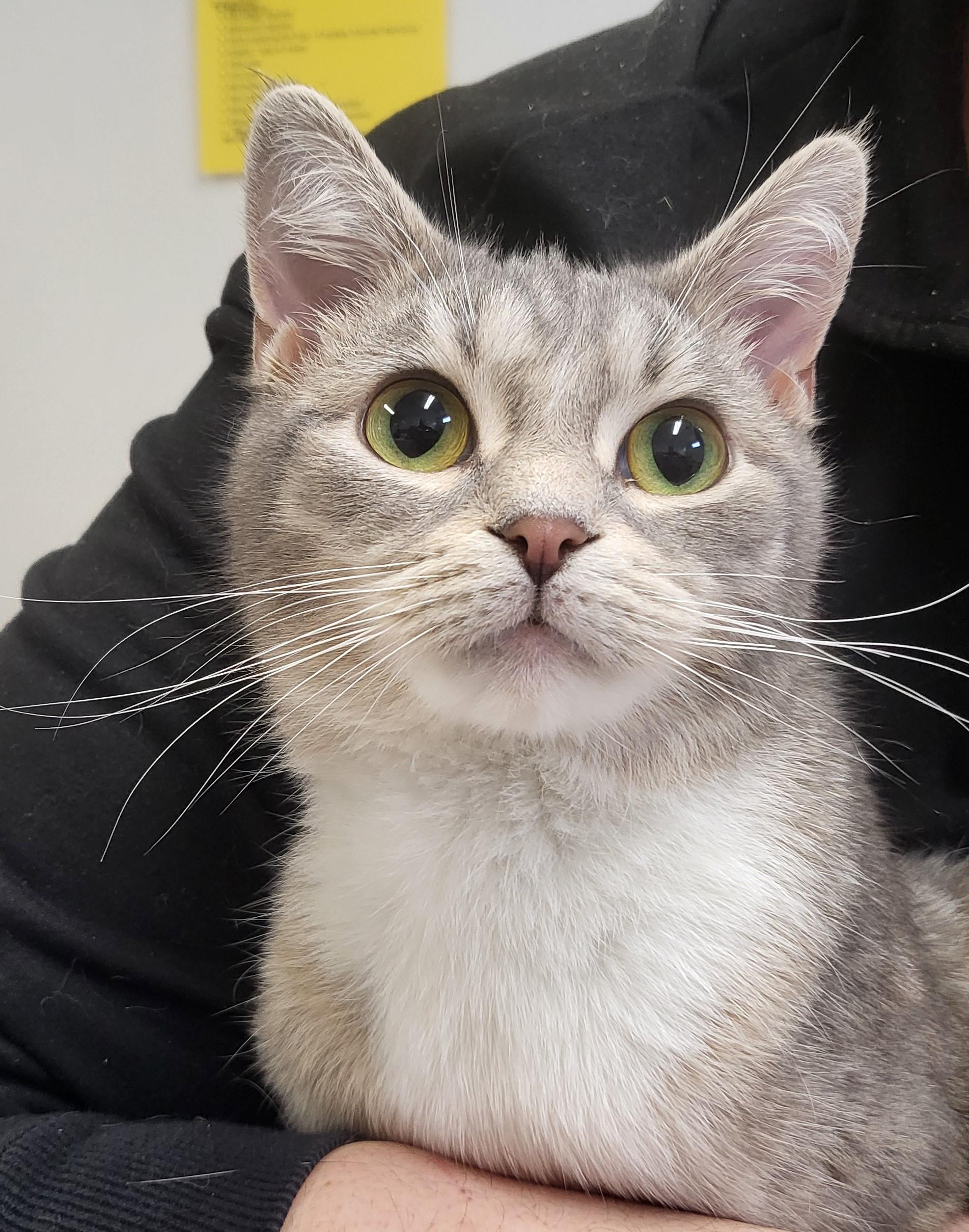 Cilantro, ADOPTABLE, Young Female Domestic Short Hair.