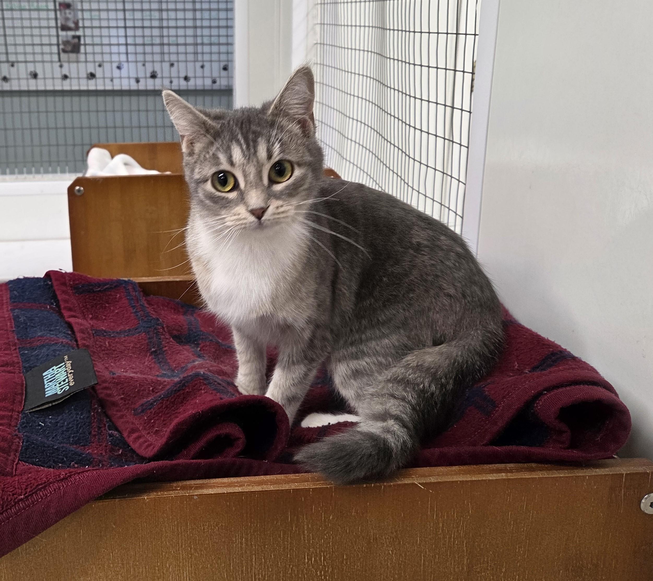 Enlarge Cilantro, a ADOPTABLE mixed breed in Carsonville, MI image 2/2