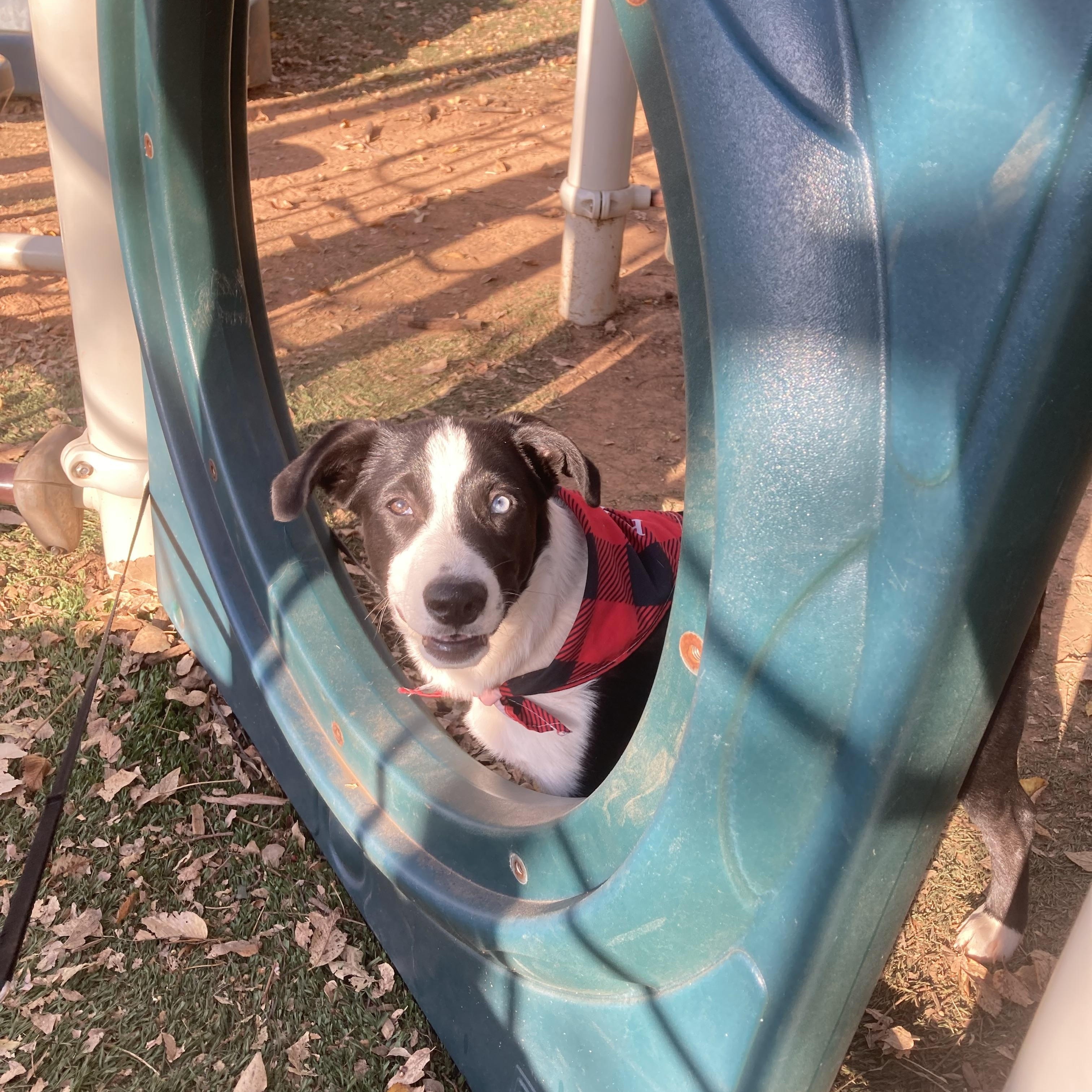 Enlarge Emily, a Adoptable mixed breed in Noble, OK image 3/6