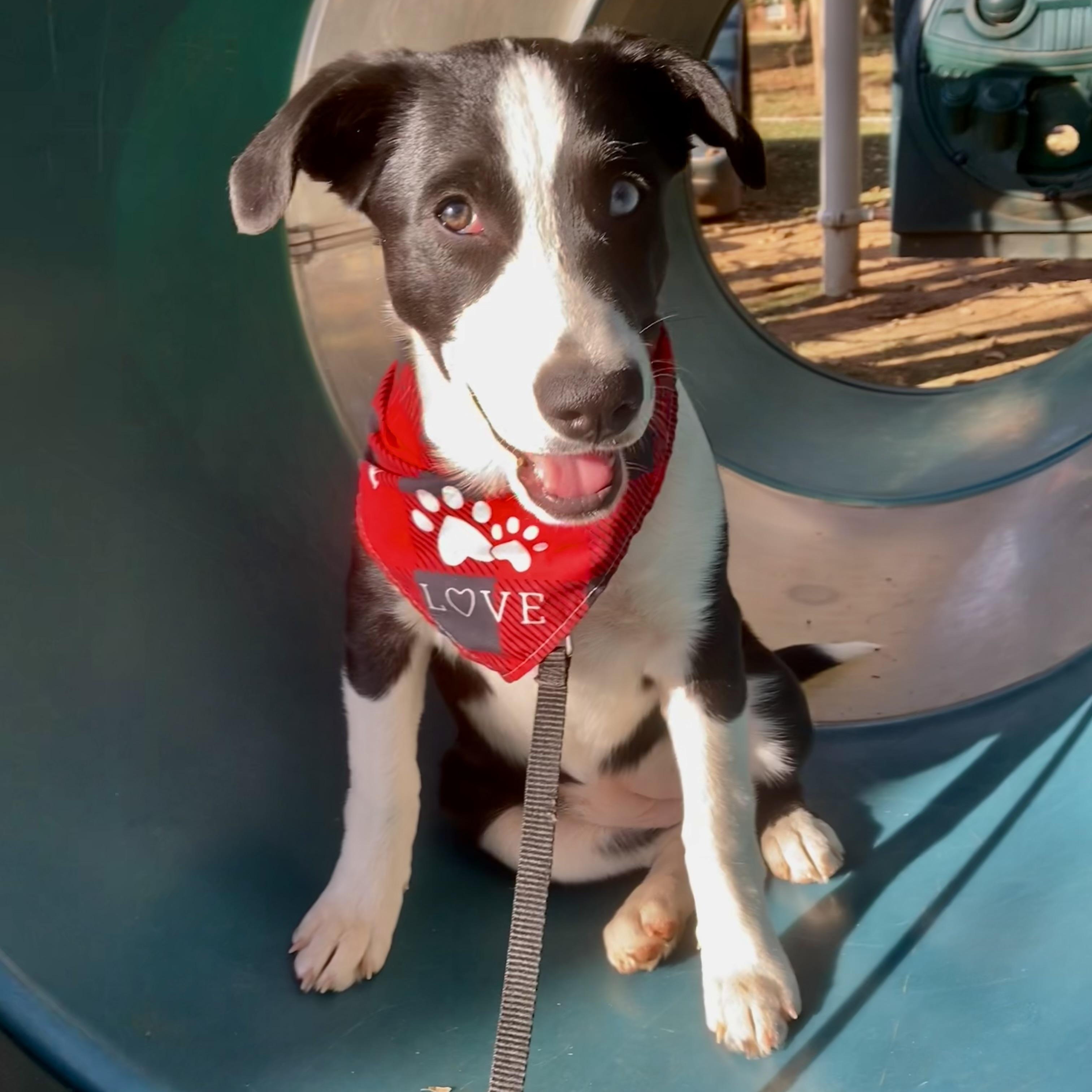 Enlarge Emily, a Adoptable mixed breed in Noble, OK image 2/6