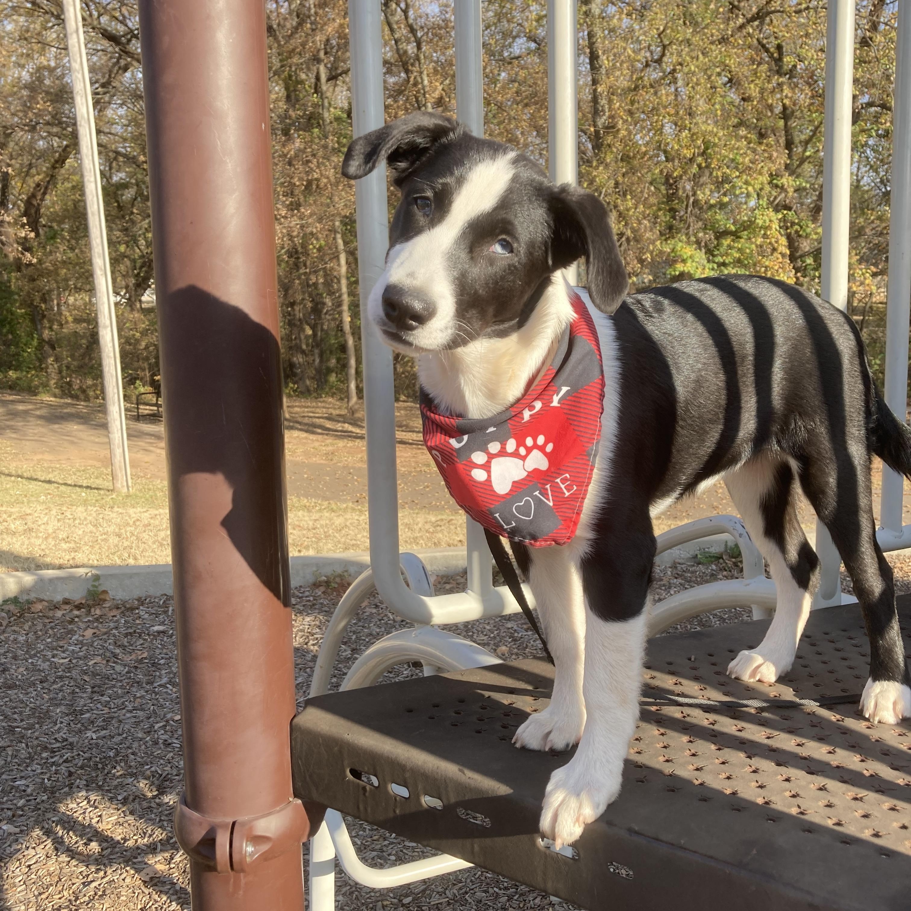 Emily, Adoptable, Puppy Female Border Collie & Siberian Husky.