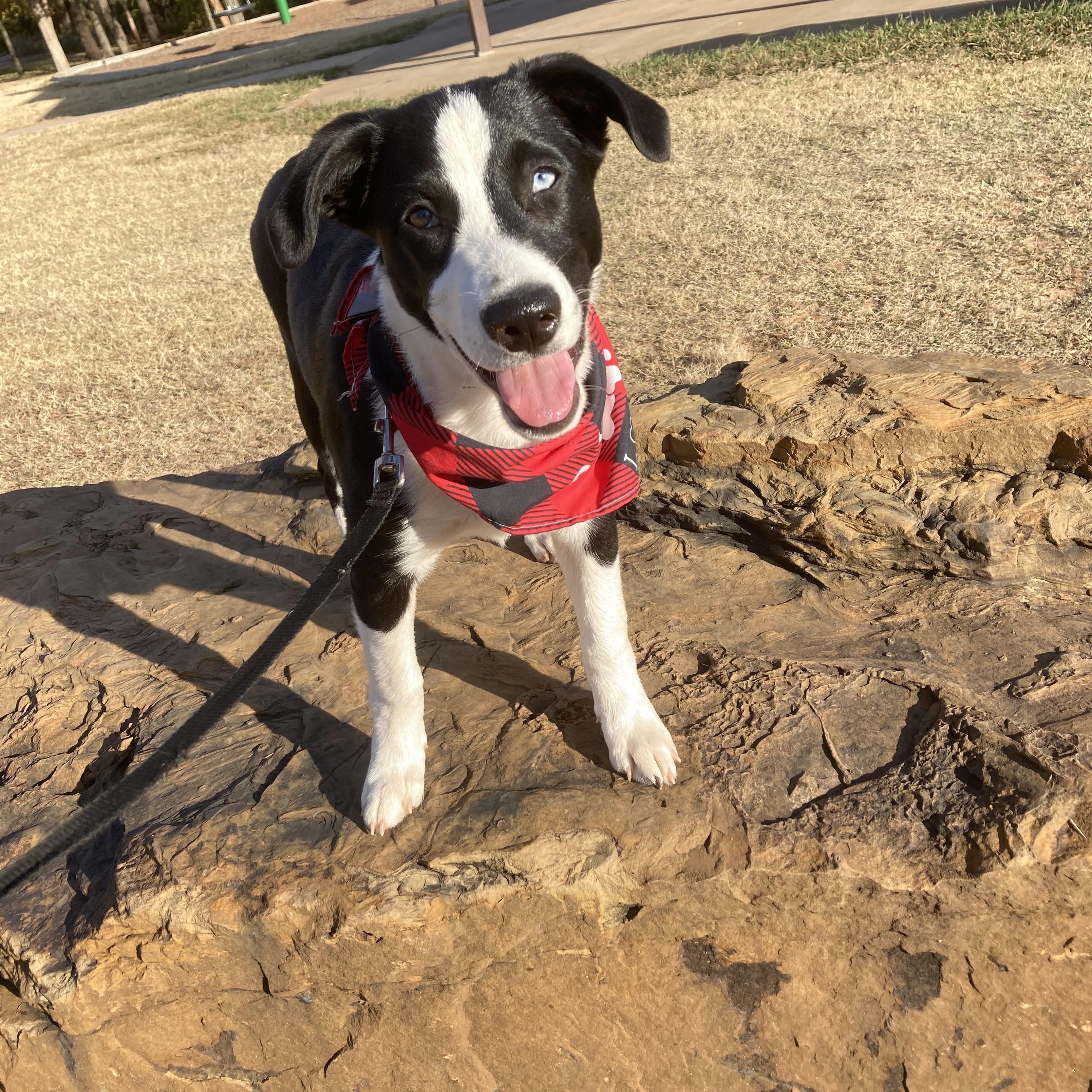 Enlarge Emily, a Adoptable mixed breed in Noble, OK image 6/6