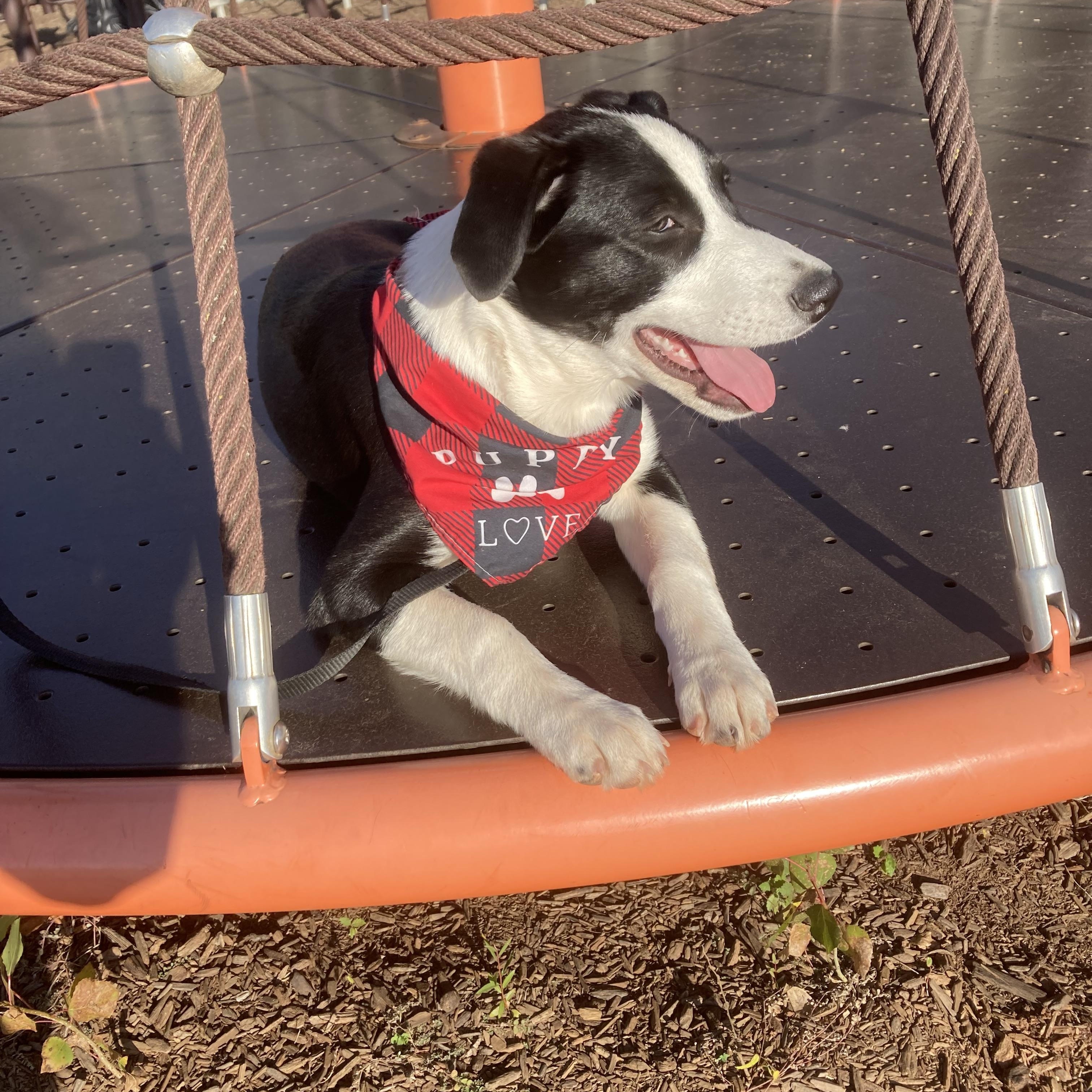 Enlarge Emily, a Adoptable mixed breed in Noble, OK image 5/6