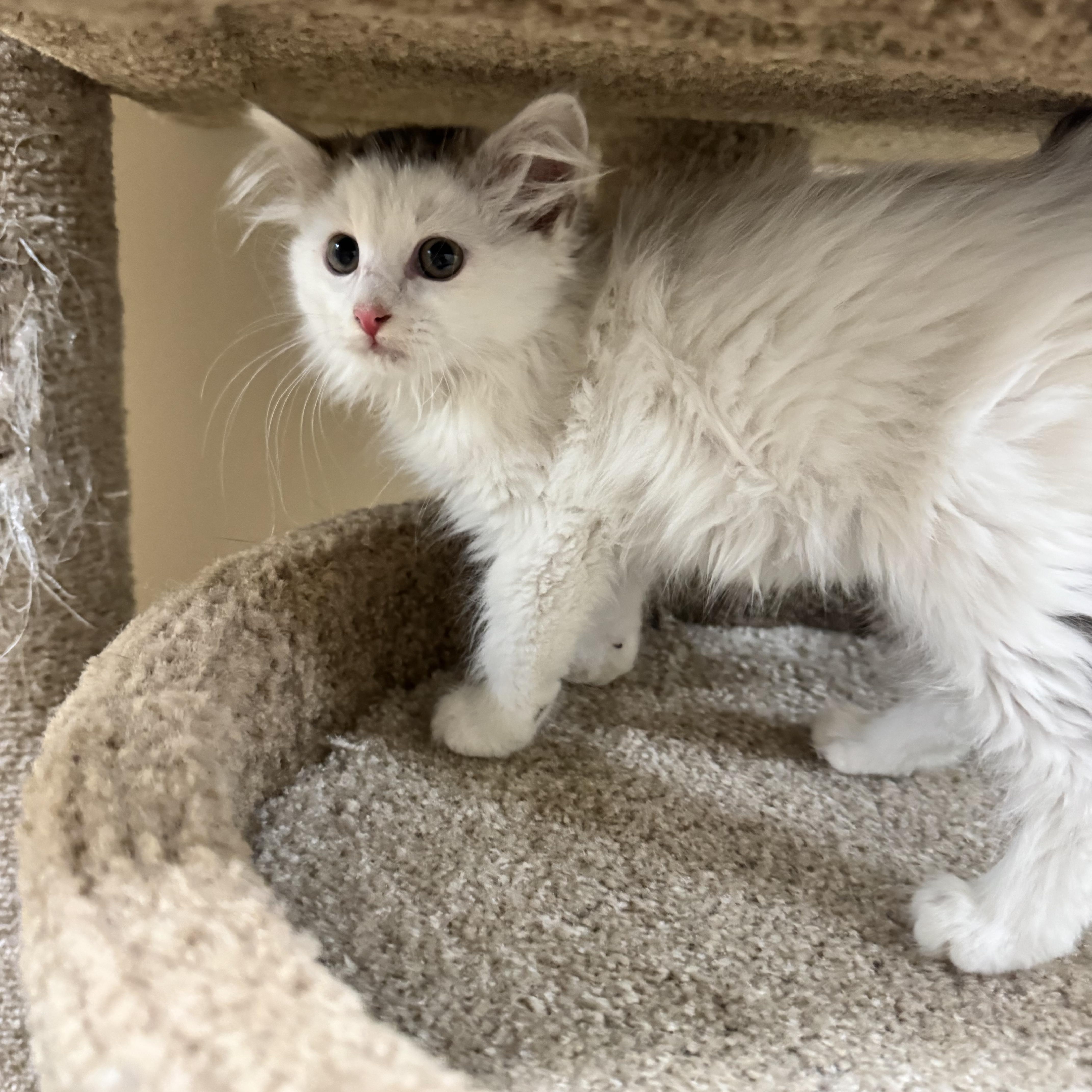 Enlarge Corbin, a Adopted mixed breed in Gainesville, VA image 2/6
