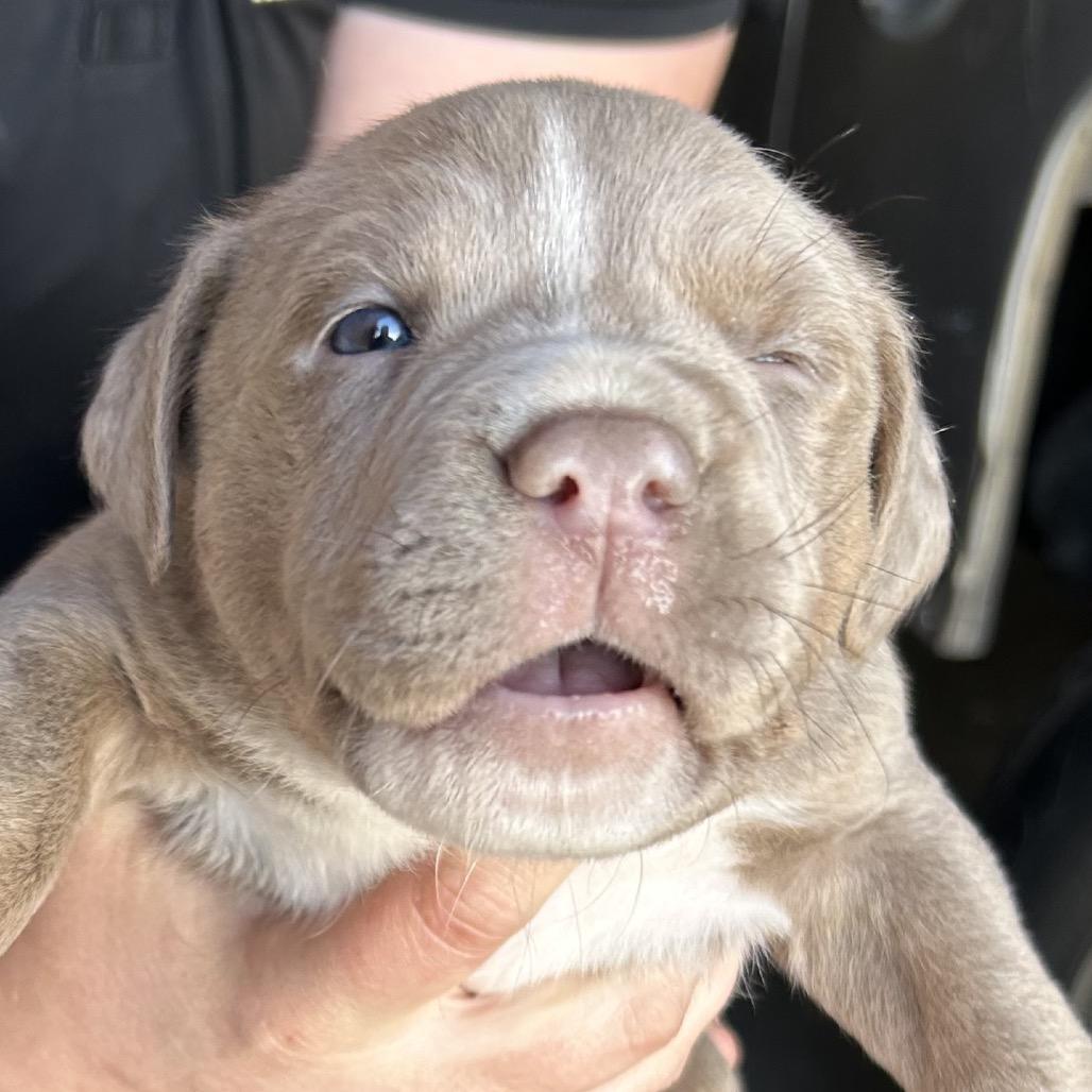 Scout, Adoptable, Young Male Hound.