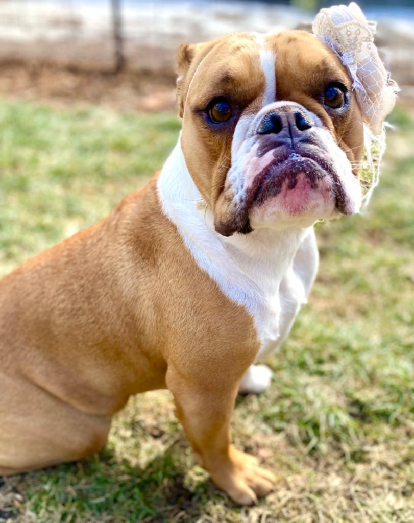 Paisley, Adopted, Adult Female English Bulldog.