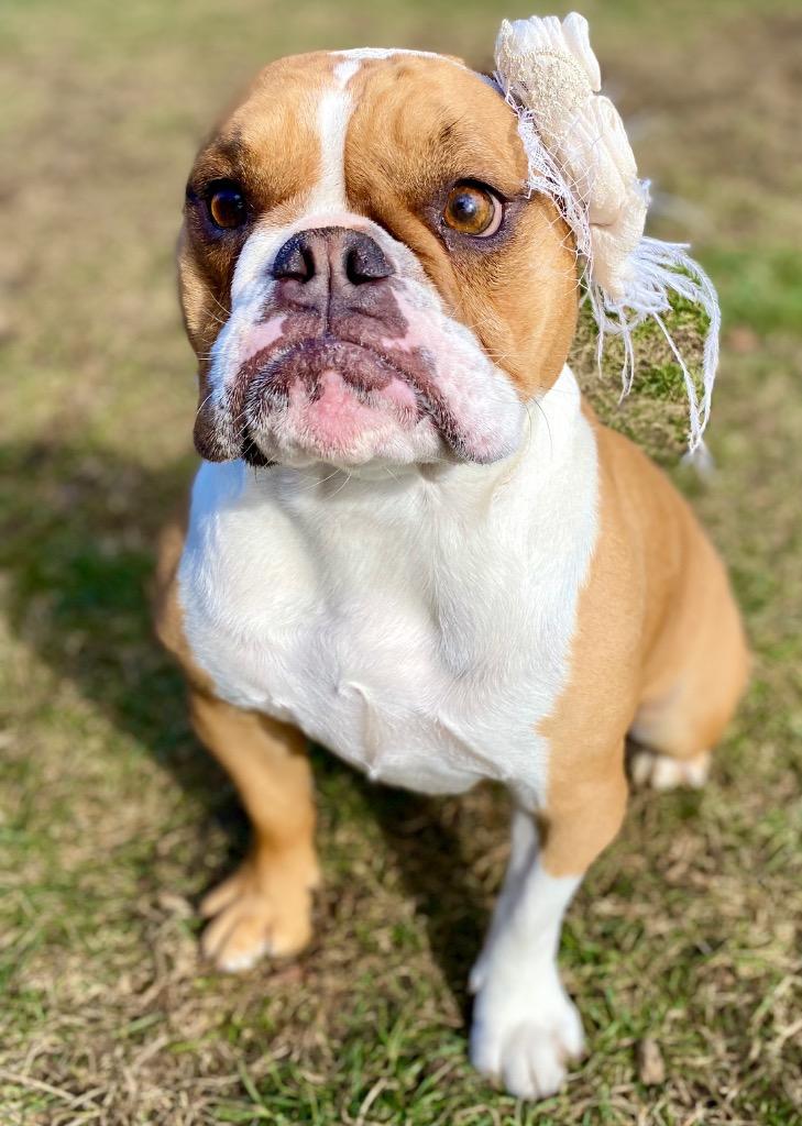 Enlarge Paisley, a Adopted English Bulldog in Urbandale, IA image 2/3