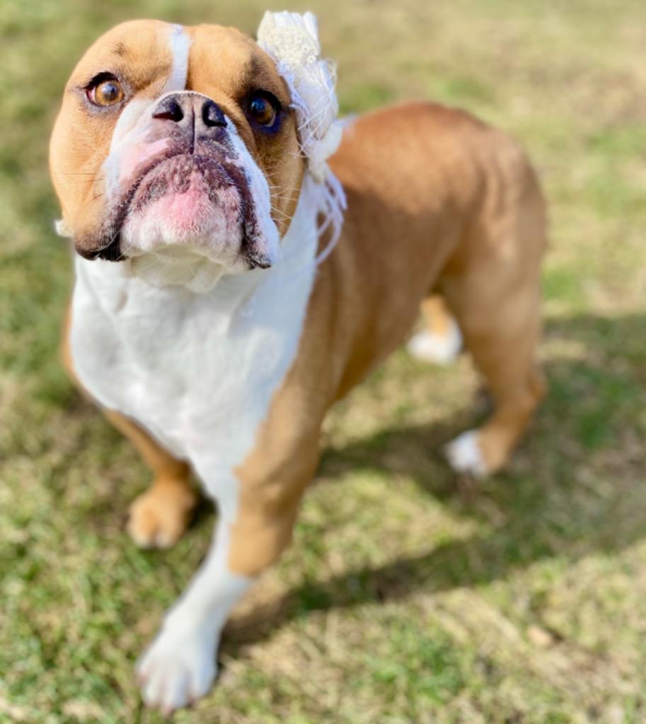 Enlarge Paisley, a Adopted English Bulldog in Urbandale, IA image 3/3