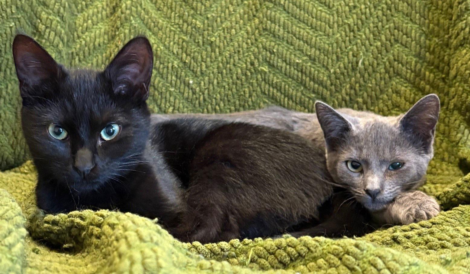 Felicia -ADOPTED, Adopted, Kitten Female Domestic Short Hair.