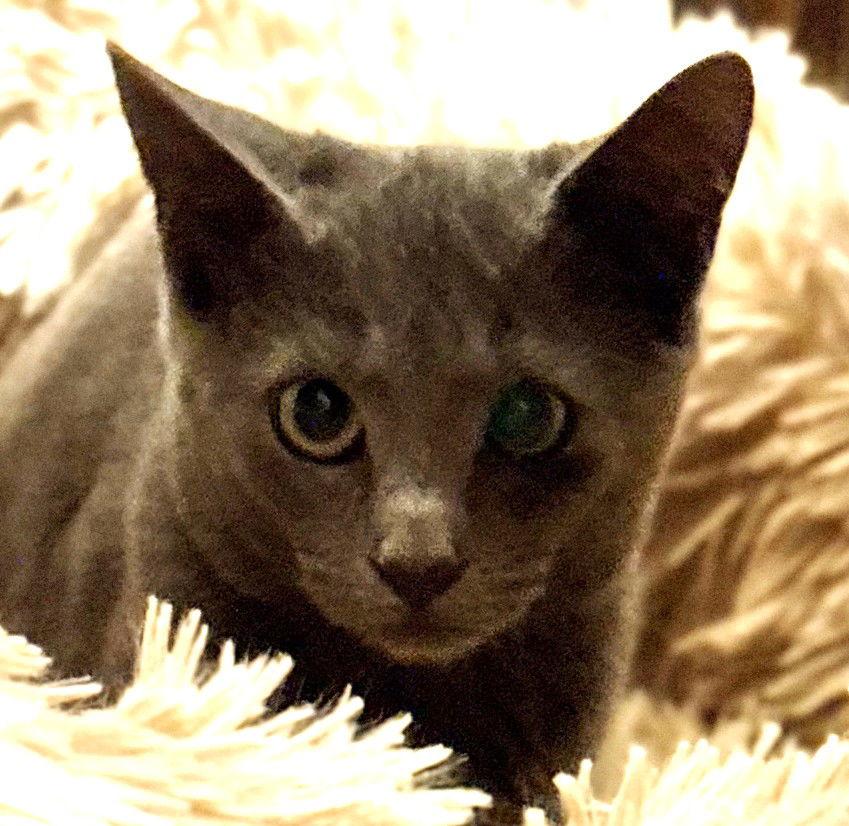 Felicia -ADOPTED, a Adopted Domestic Short Hair in San Jose, CA image 3/3