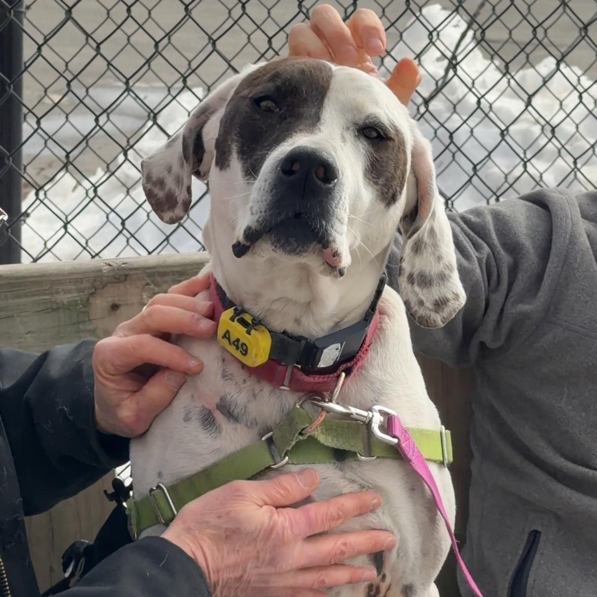 Enlarge Adelaide - affectionate, outgoing goofball , a ADOPTABLE mixed breed in Port Matilda, PA image 5/6