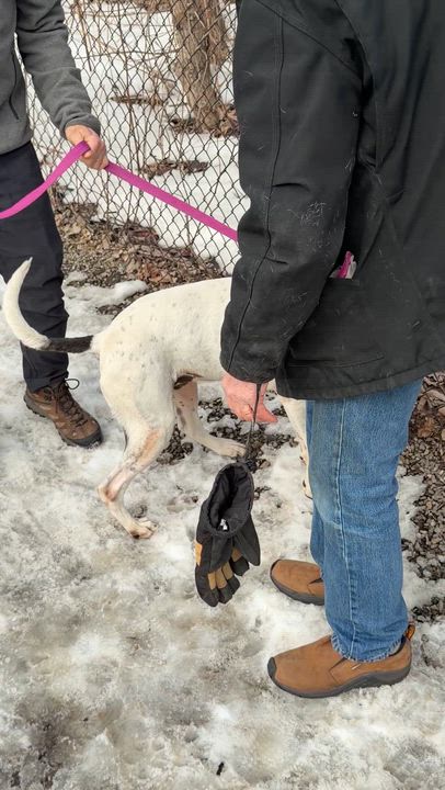 Enlarge Adelaide - affectionate, outgoing goofball , a ADOPTABLE mixed breed in Port Matilda, PA video 4/6