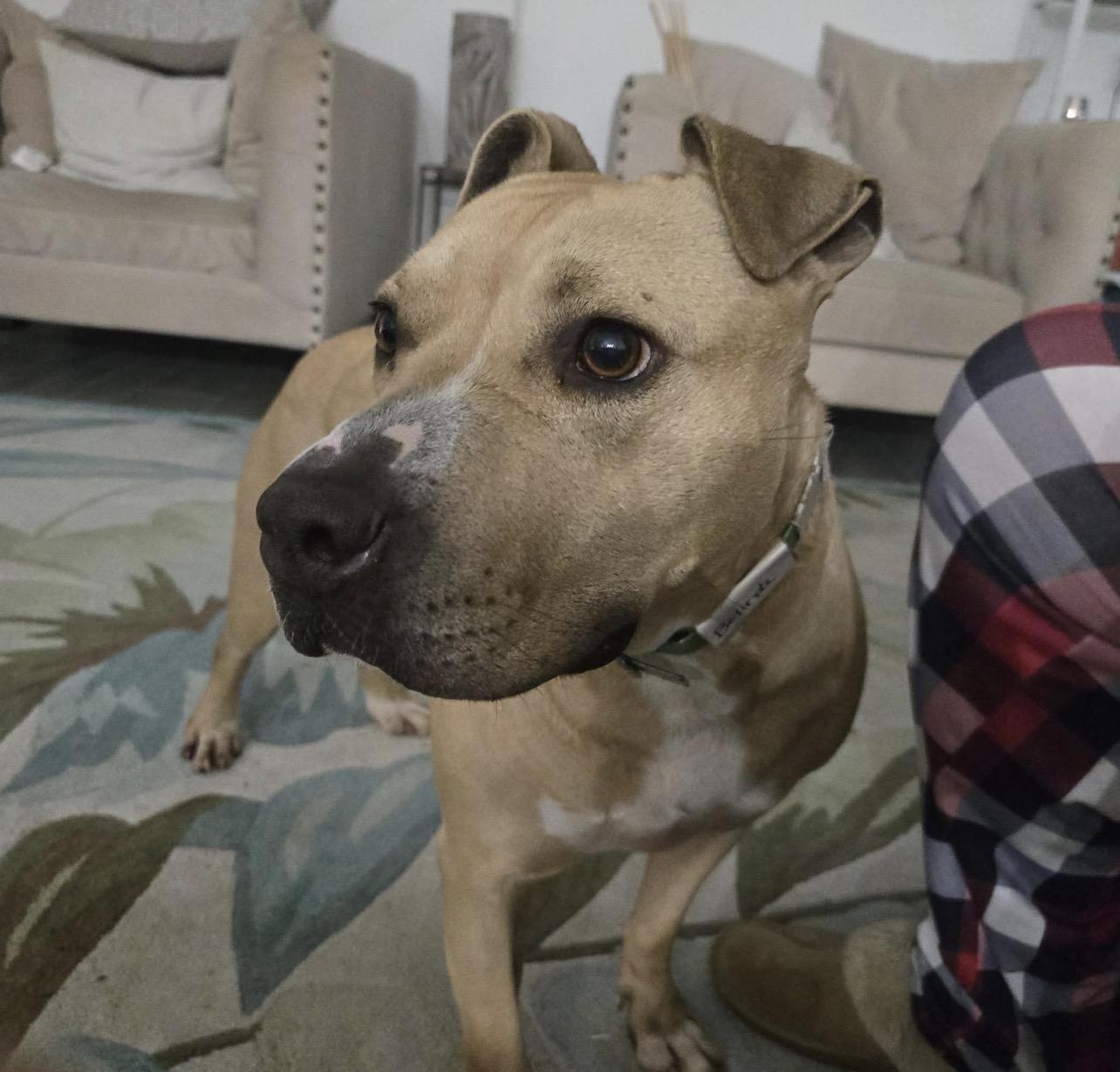 Belle, an adopted mixed breed in stuart, FL image 3/4