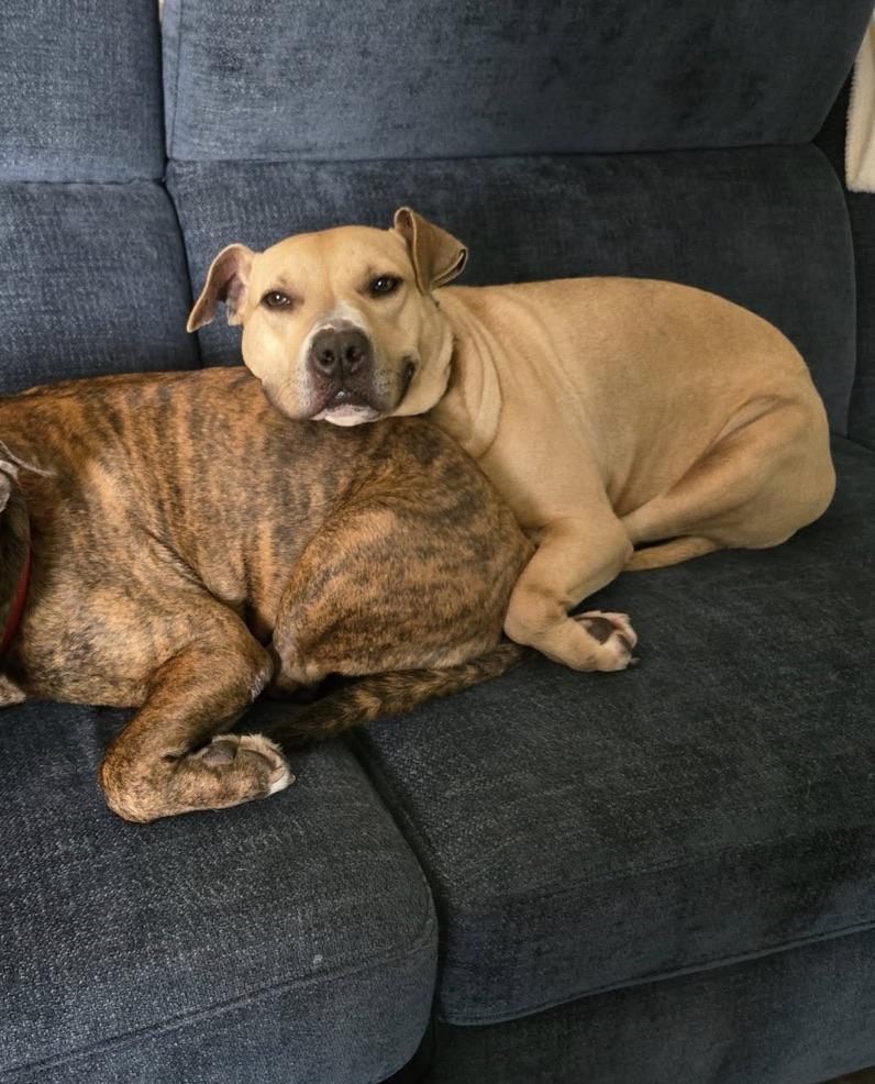 Belle — thumbnail 3