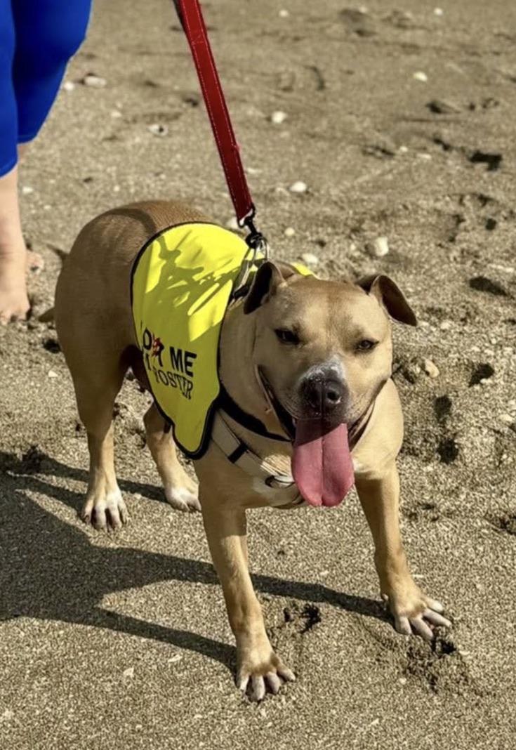 Belle, an adopted mixed breed in stuart, FL image 1/4