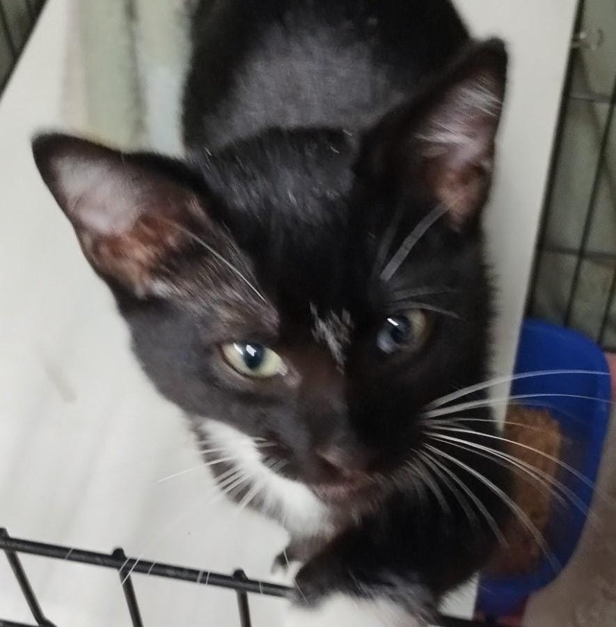 Enlarge Koda, a Adopted Domestic Short Hair in Oakland Park, FL image 1/1
