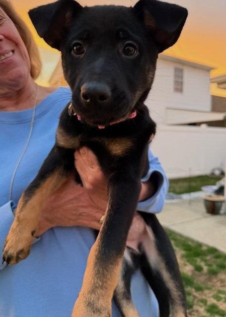 Enlarge Lola, a Adoptable mixed breed in Baltimore, MD image 1/3