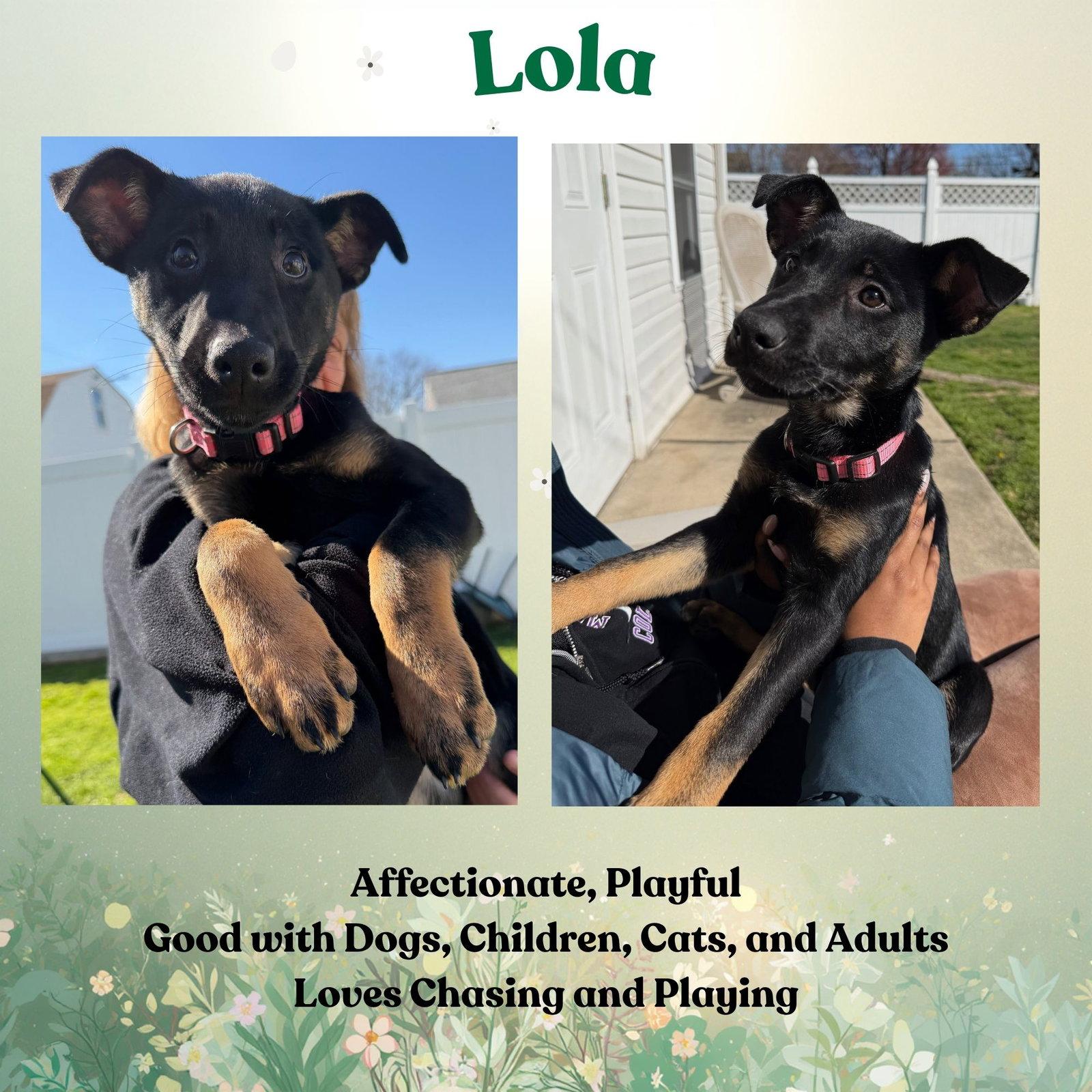Lola, Adoptable, Puppy Female German Shepherd Dog & Belgian Shepherd / Malinois.
