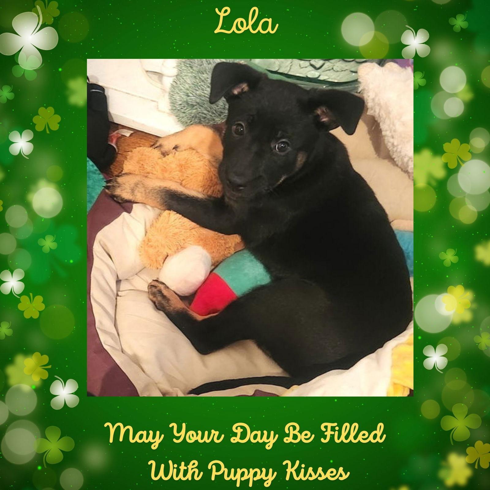 Enlarge Lola, a Adoptable mixed breed in Baltimore, MD image 1/3