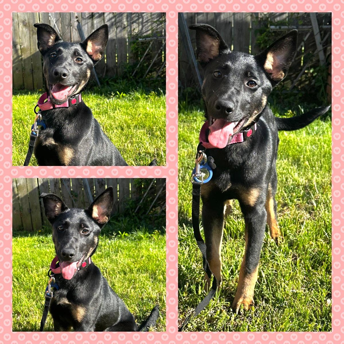 Lola, Adoptable, Puppy Female German Shepherd Dog & Belgian Shepherd / Malinois.