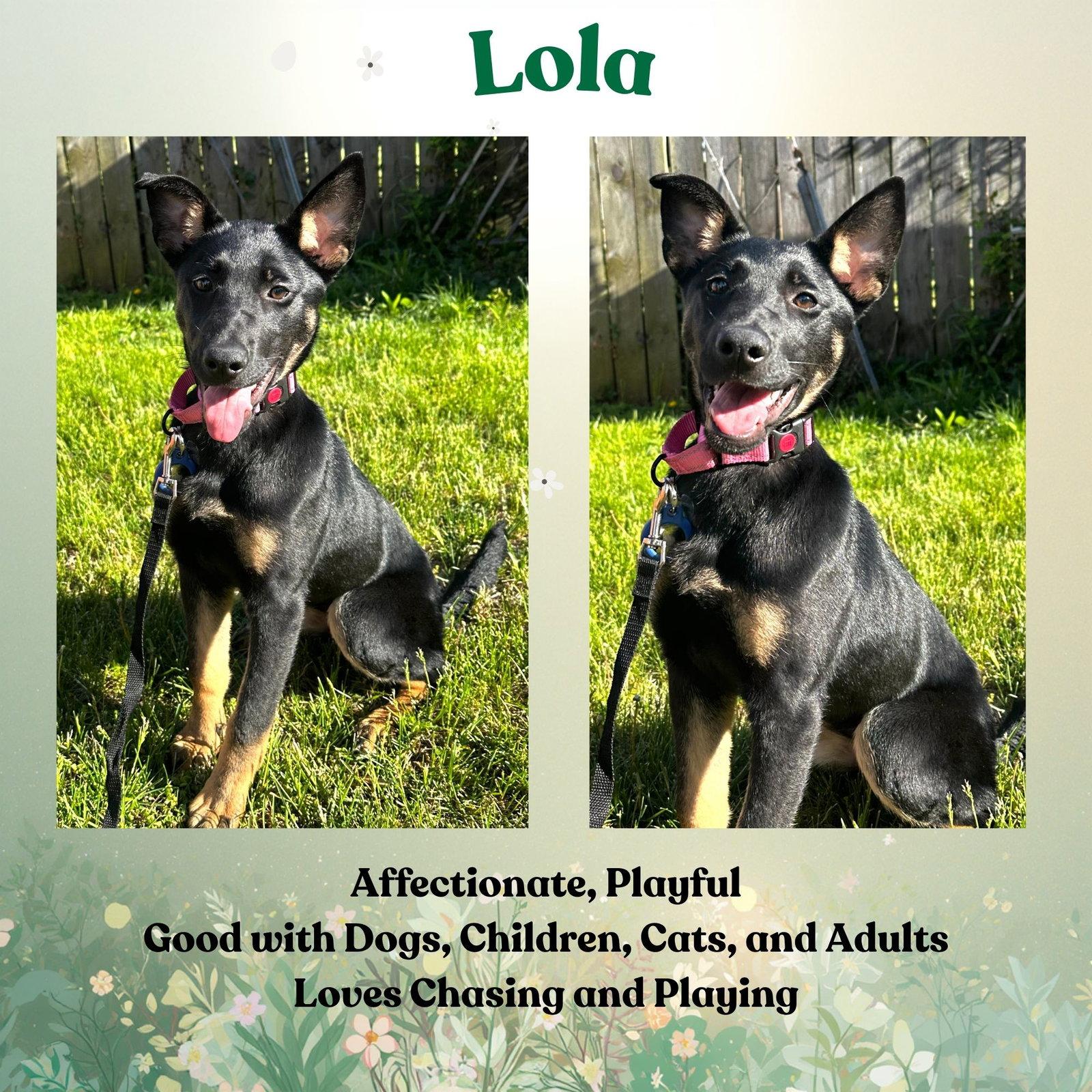 Lola, a Adoptable mixed breed in Baltimore, MD image 2/3