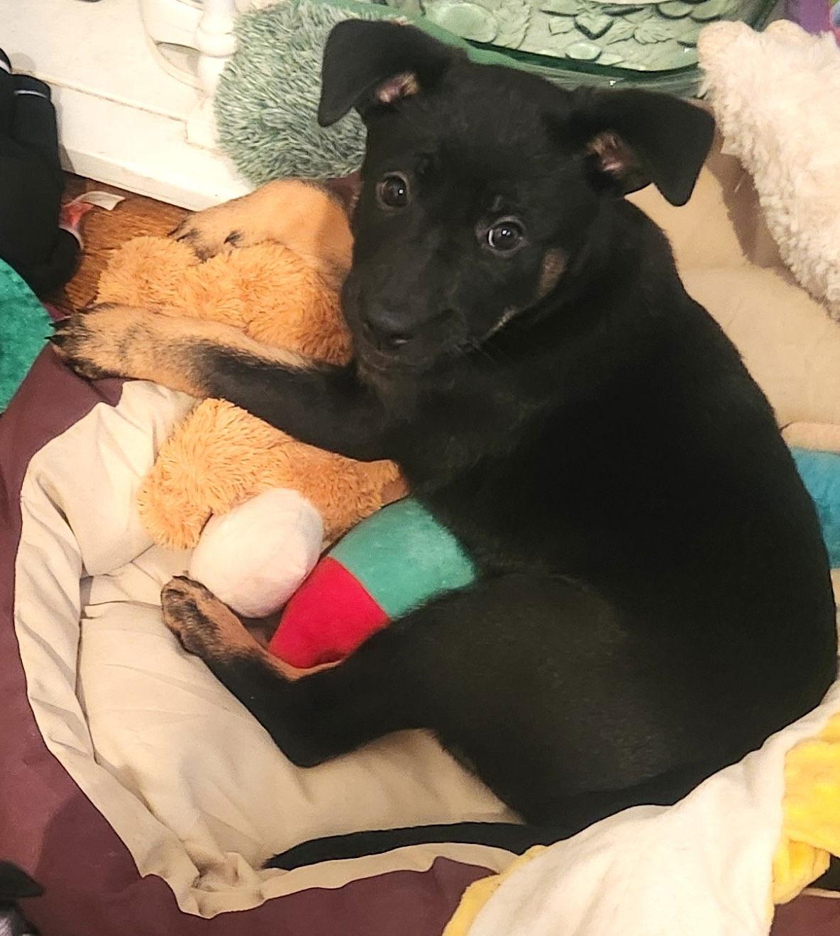 Enlarge Lola, a Adoptable mixed breed in Baltimore, MD image 2/3