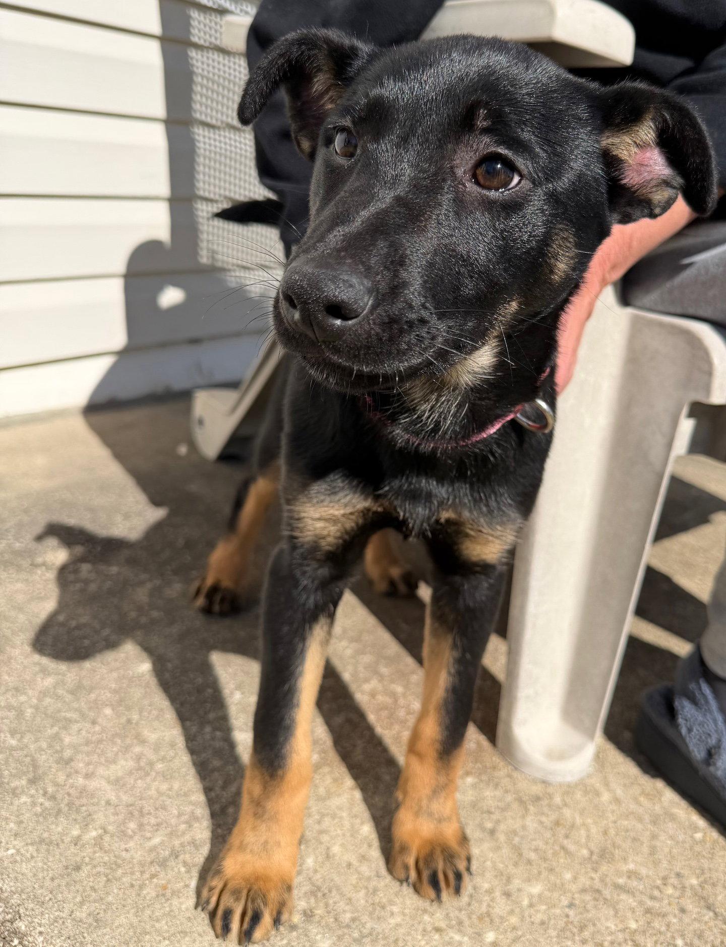 Enlarge Lola, a Adoptable mixed breed in Baltimore, MD image 3/3