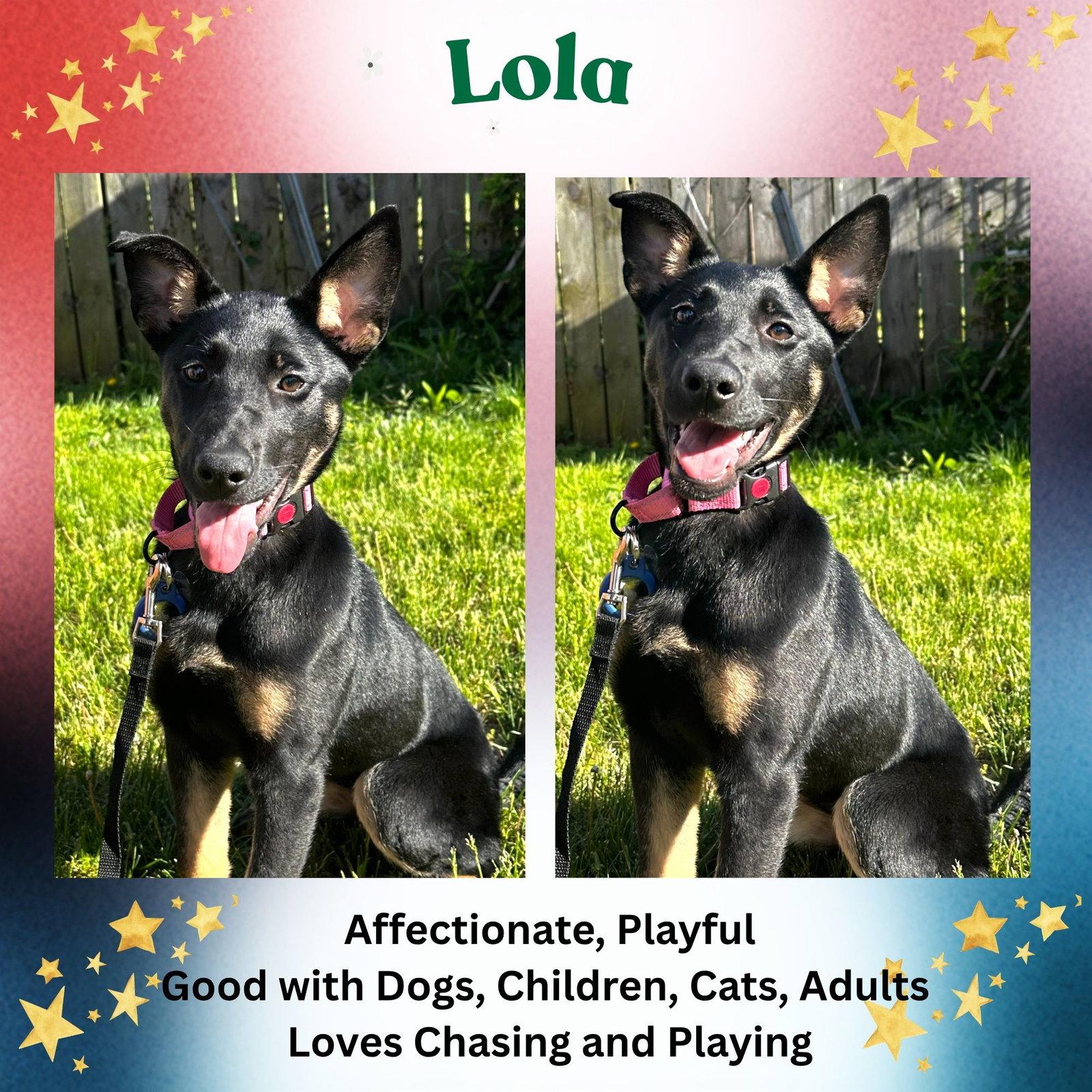 Lola, a Adoptable mixed breed in Baltimore, MD image 3/3