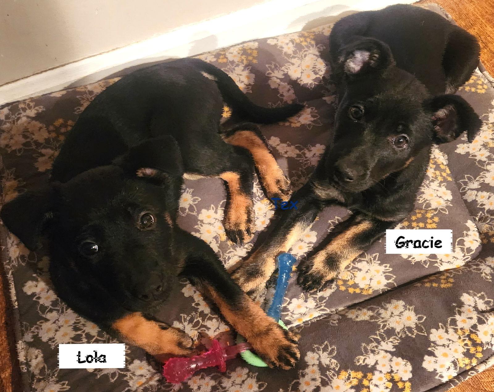 Enlarge Lola, a Adoptable mixed breed in Baltimore, MD image 3/3