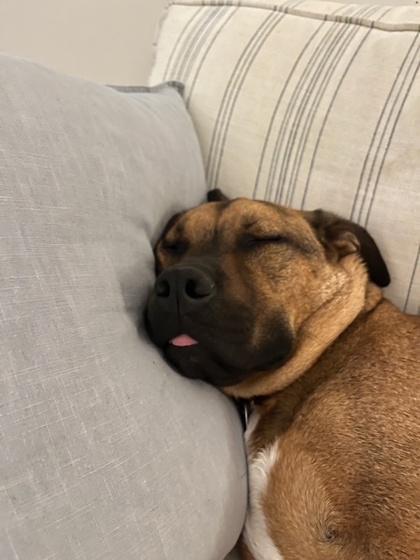 Rufus, Adoptable, Young Male Mixed Breed & Mixed Breed.