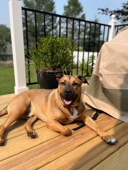 Rufus, a Adoptable mixed breed in Traverse City, MI image 2/3