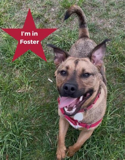 Enlarge Rufus, a Adoptable mixed breed in Traverse City, MI image 2/3