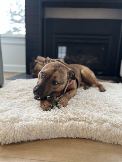Enlarge Rufus, a Adoptable mixed breed in Traverse City, MI image 3/3