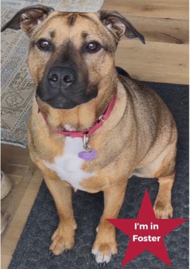 Rufus, a Adoptable mixed breed in Traverse City, MI image 3/3