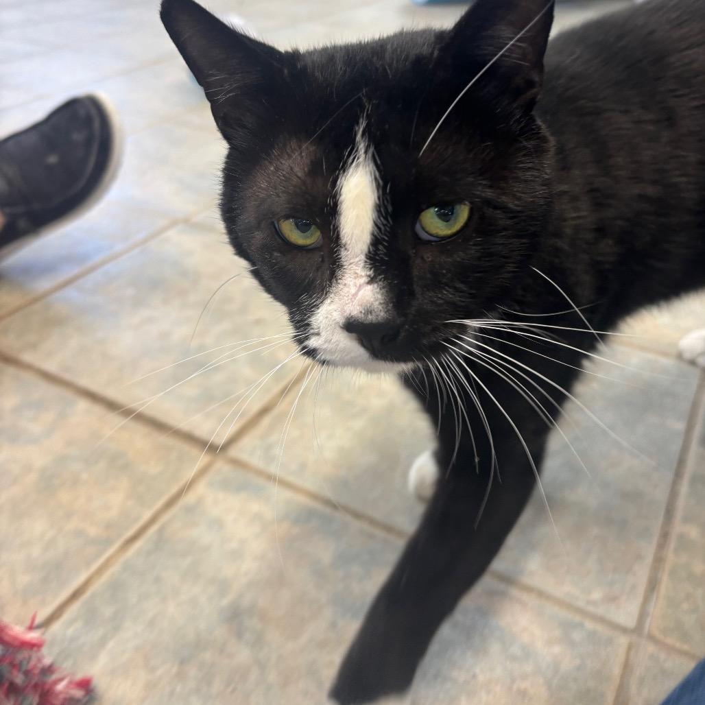 Hungry Hippo, Adoptable, Adult Male Domestic Short Hair.