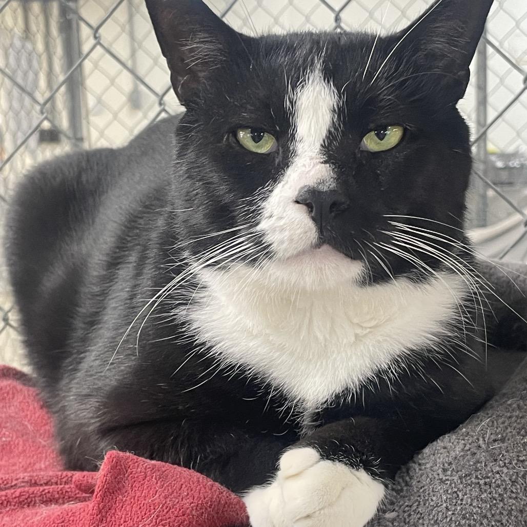 Enlarge Hungry Hippo, a Adoptable Domestic Short Hair in East Smithfield , PA image 2/4
