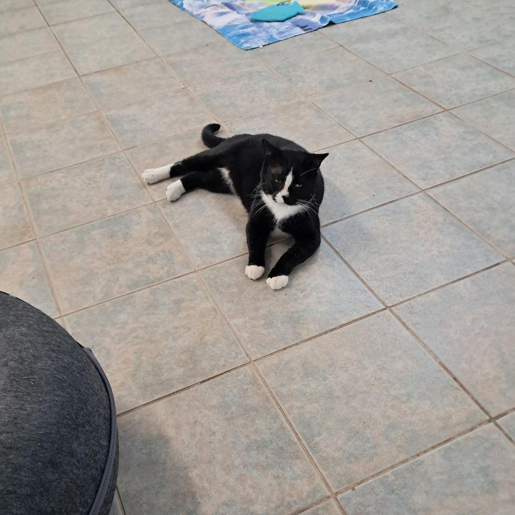 Enlarge Hungry Hippo, a Adoptable Domestic Short Hair in East Smithfield , PA image 3/4