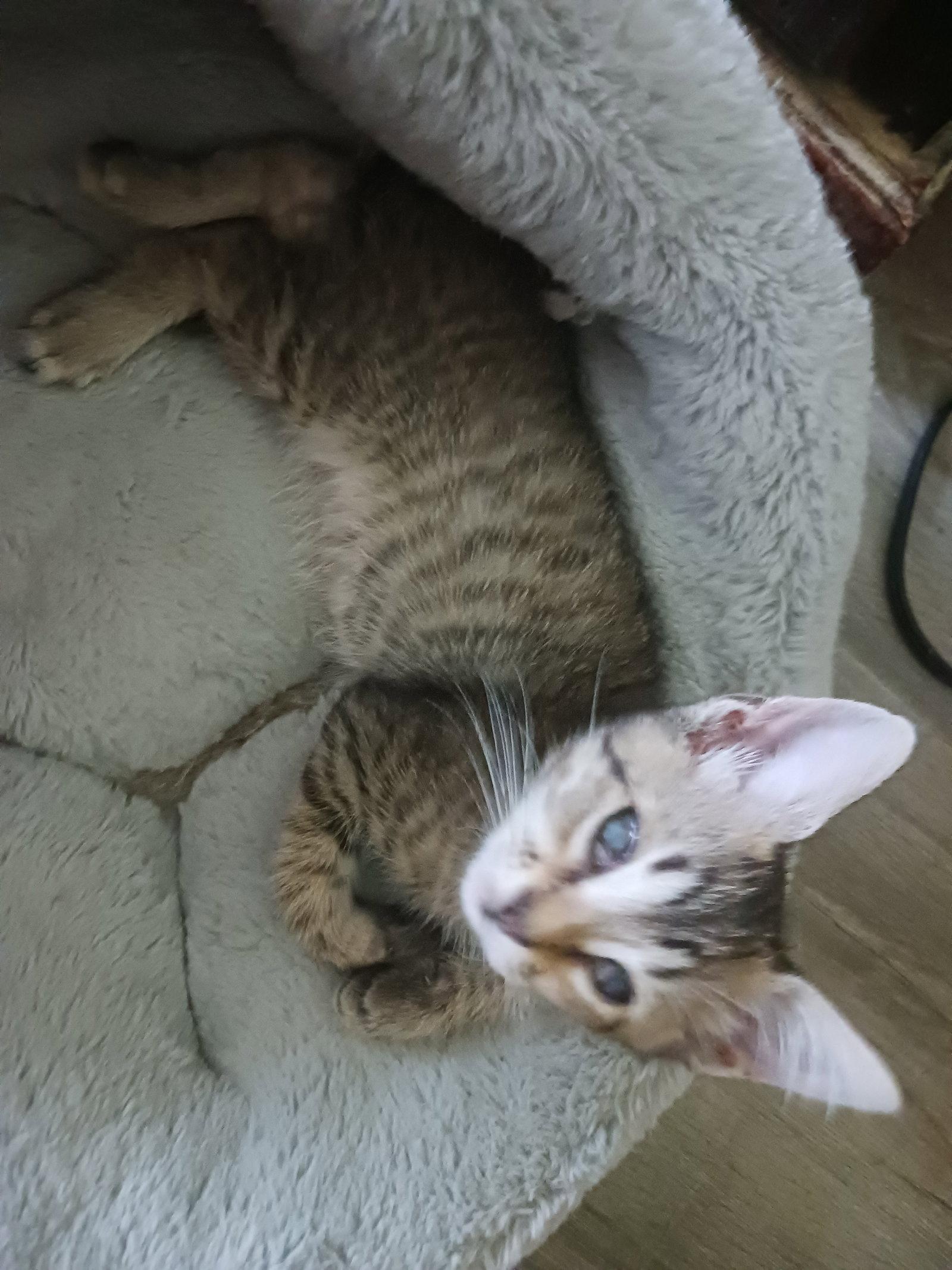 Enlarge Sandhill (2172), a Adoptable Domestic Short Hair in Wesley Chapel, FL image 1/1
