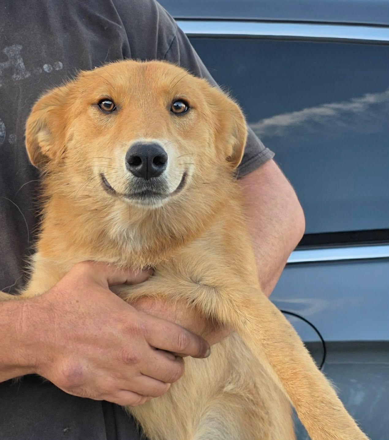 Maria, Adoptable, Young Female Husky & Golden Retriever.