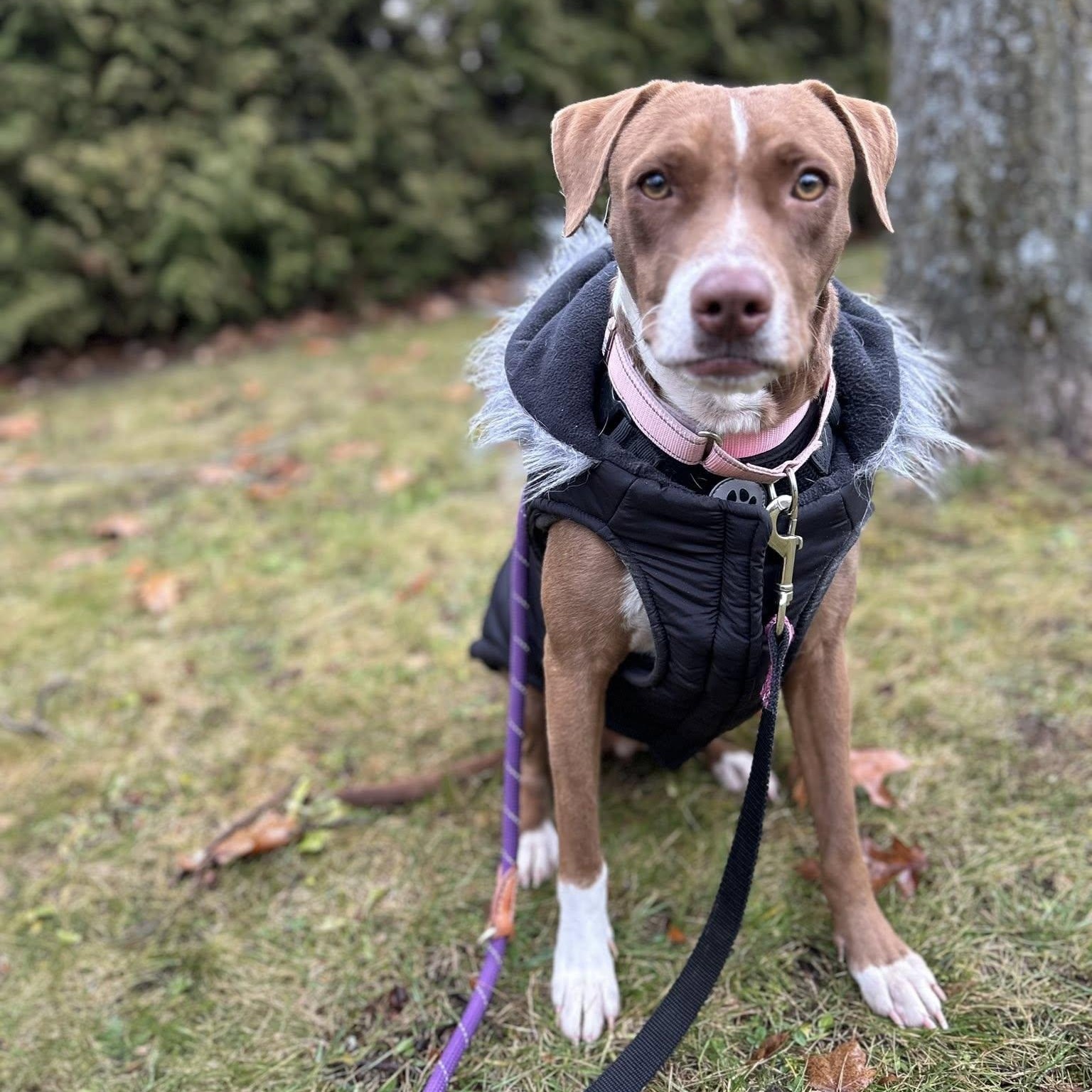 Winnie, Adoptable, Adult Female Labrador Retriever.