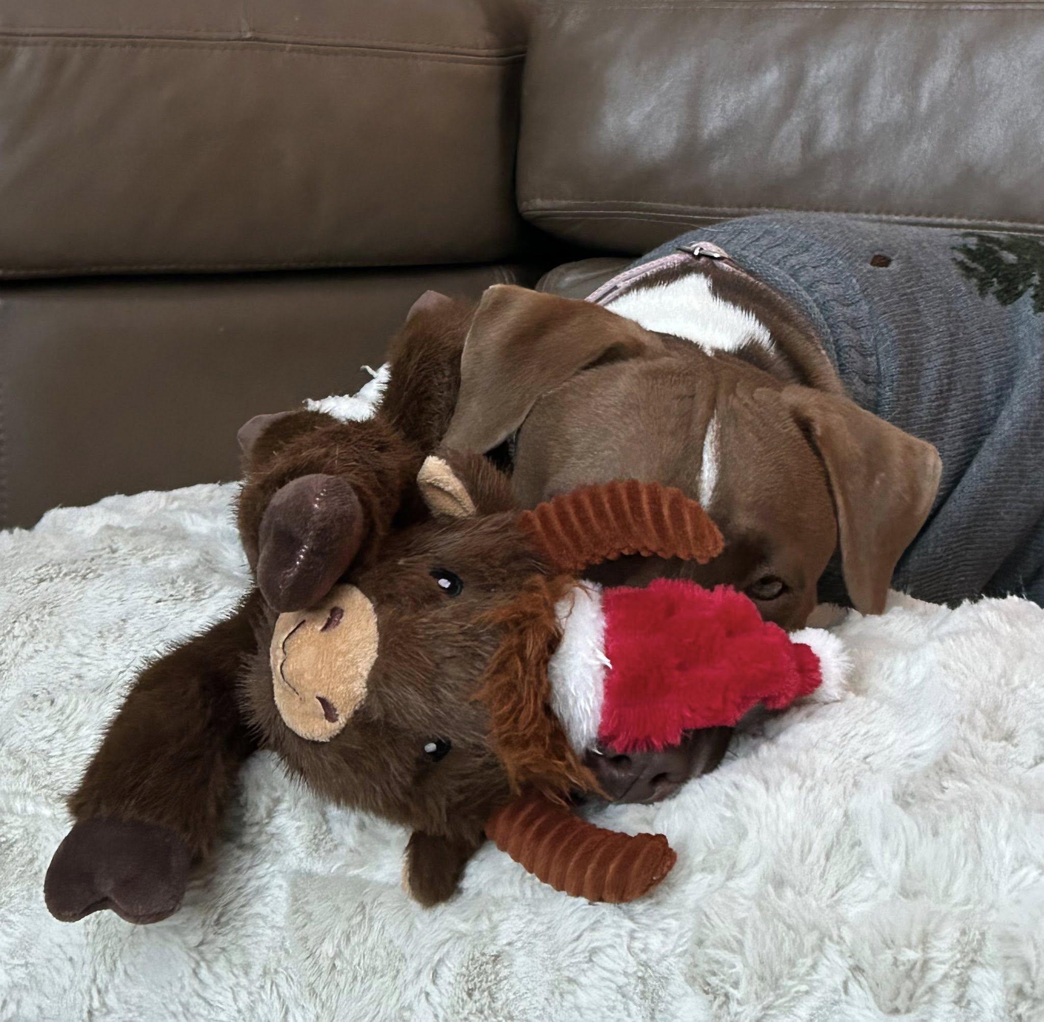 Winnie, a Adoptable mixed breed in Woodstock, ON image 2/6