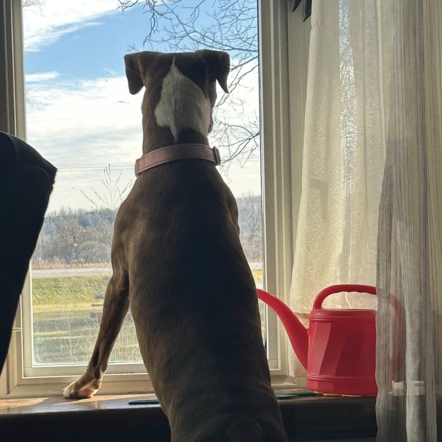 Winnie, a Adoptable mixed breed in Woodstock, ON image 3/6