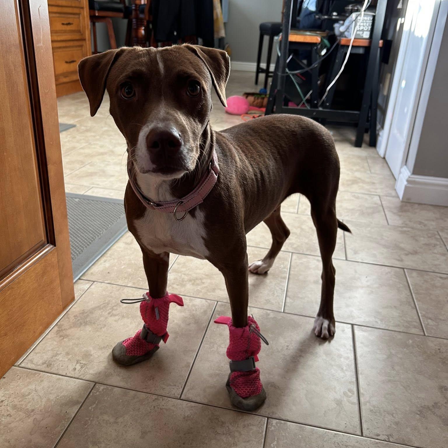 Winnie, a Adoptable mixed breed in Woodstock, ON image 4/6