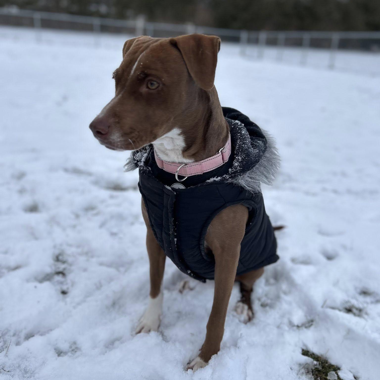 Winnie, a Adoptable mixed breed in Woodstock, ON image 5/6