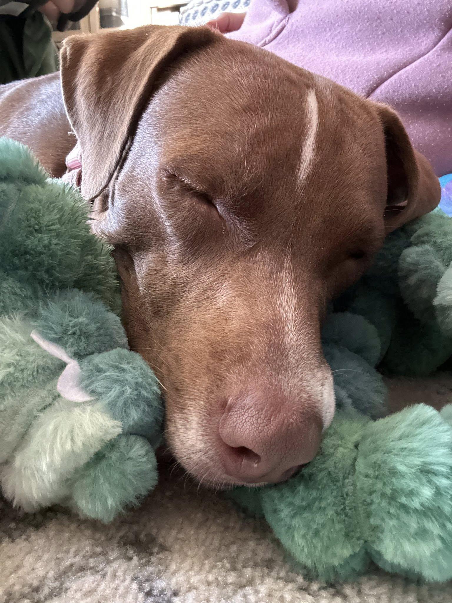 Winnie, a Adoptable mixed breed in Woodstock, ON image 6/6