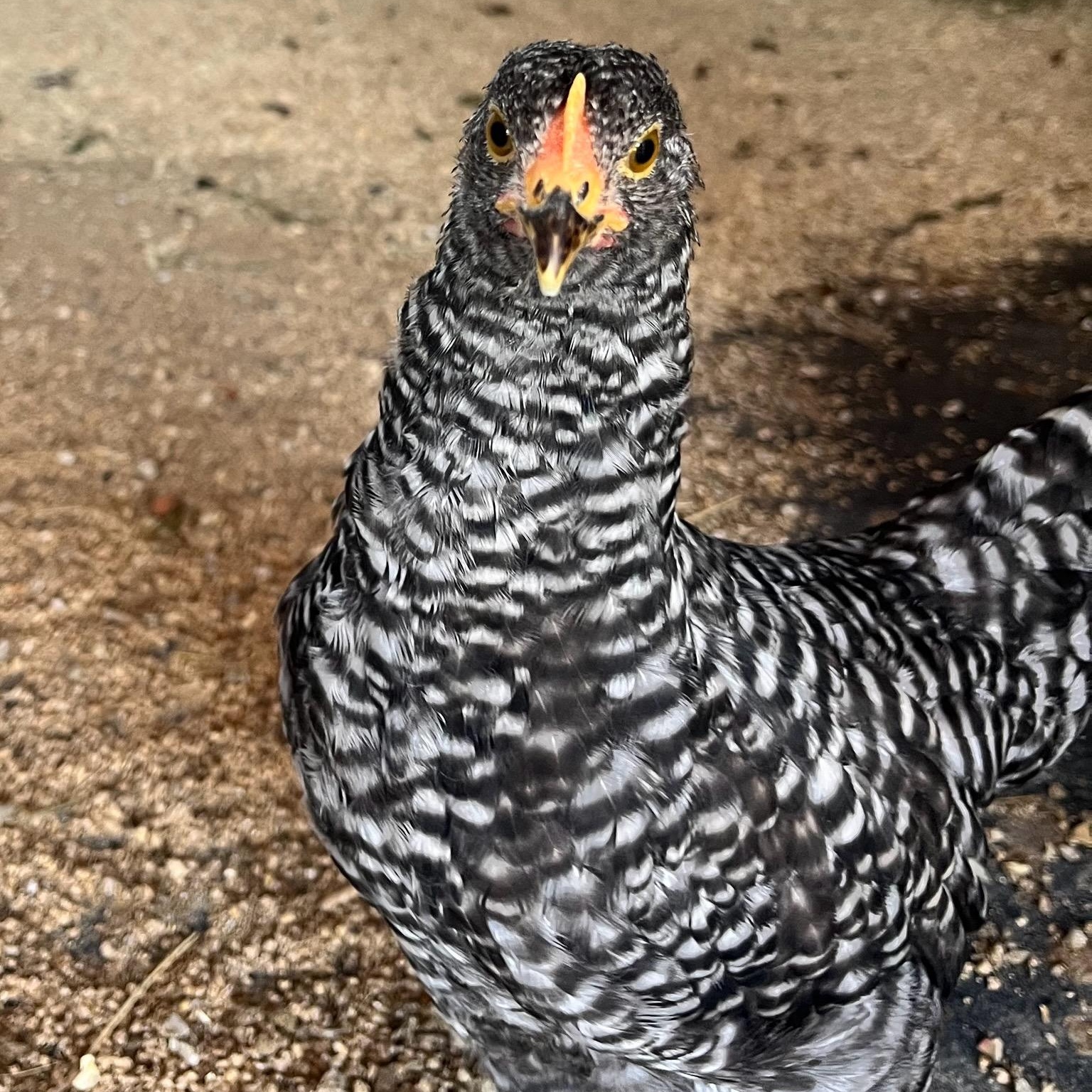 Thimble (ID 51567), adopted, Baby Unknown Chicken.