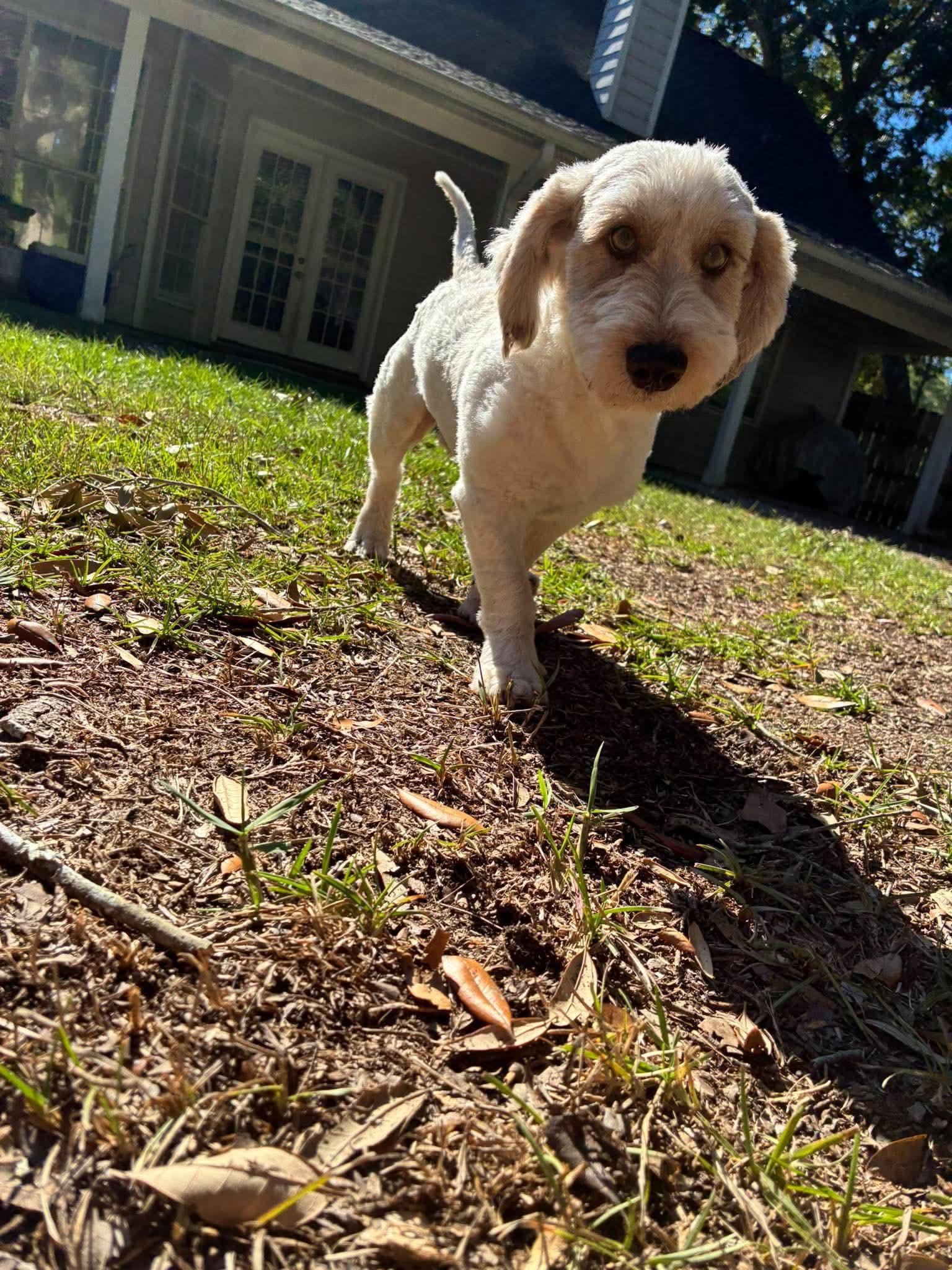 Enlarge Albert, a Adoptable mixed breed in Southington, CT image 2/6