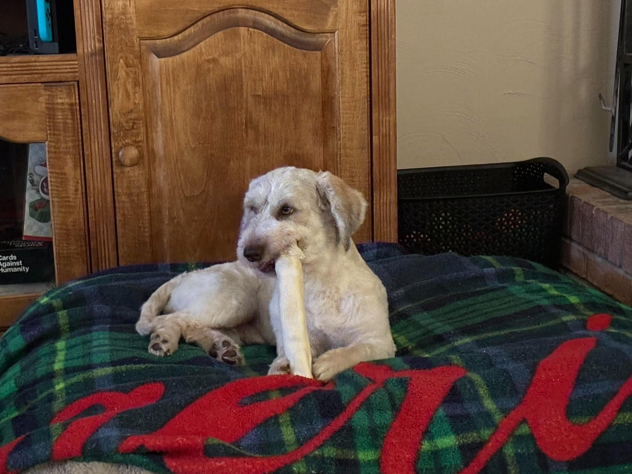 Enlarge Albert, a Adoptable mixed breed in Southington, CT image 5/6