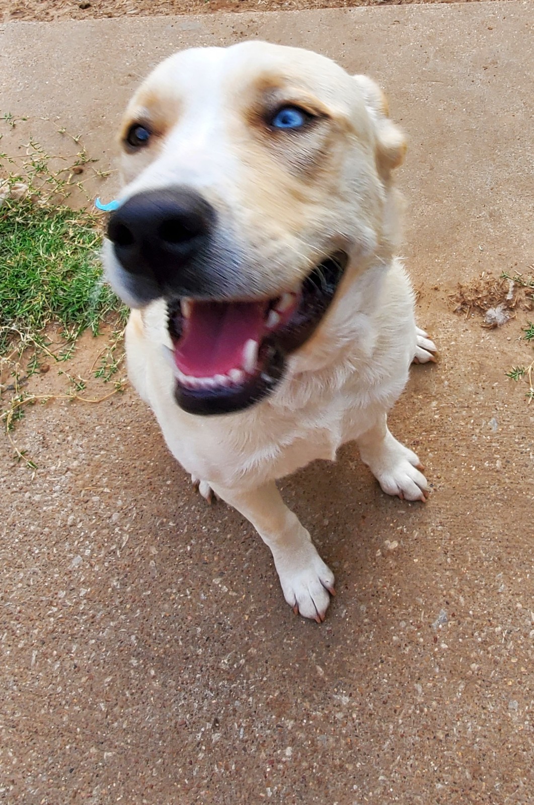 Kayla, Adoptable, Adult Female Husky & Labrador Retriever.