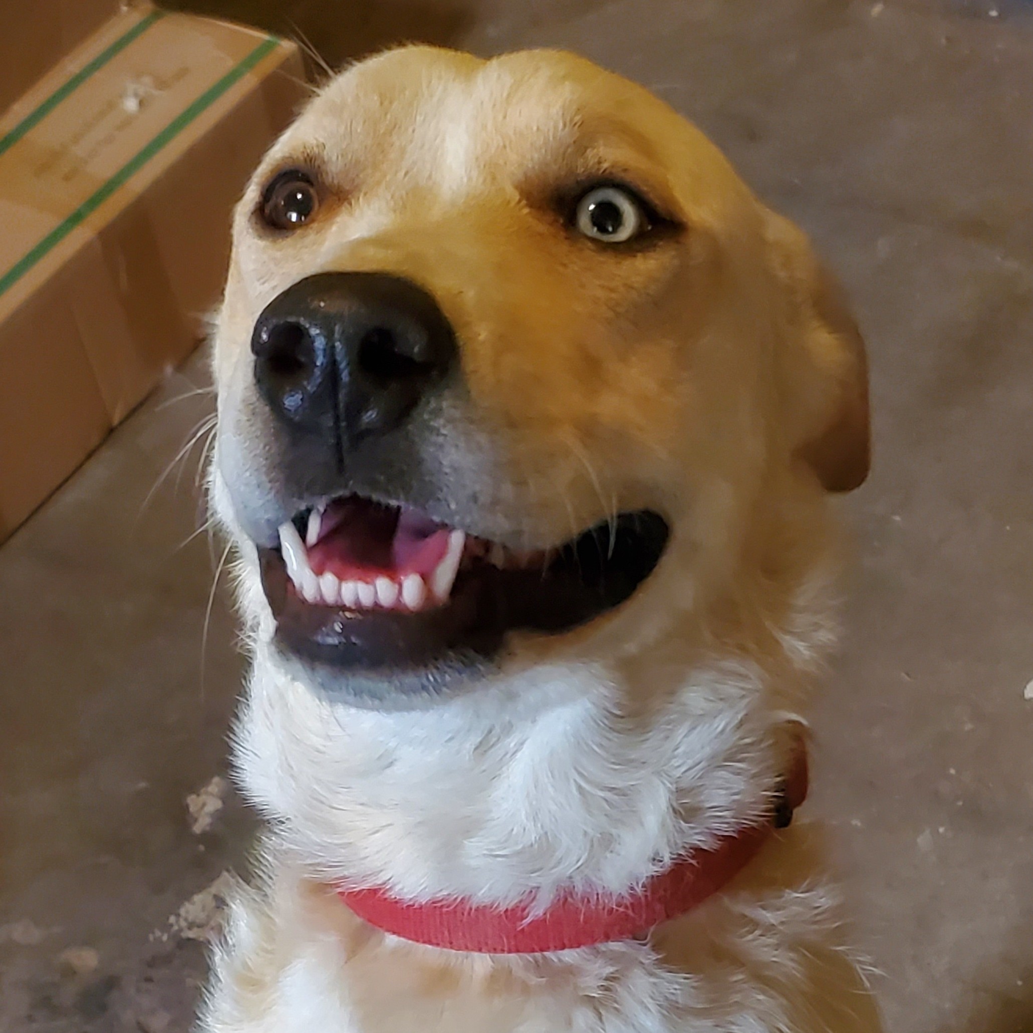 Kayla, a Adoptable mixed breed in White Settlement, TX image 2/10